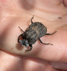 Aulacopris reichei
