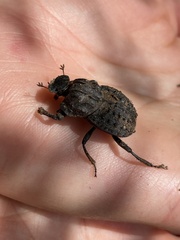Aulacopris reichei
