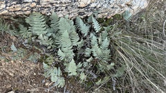 Myriopteris lindheimeri