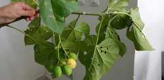 Jatropha curcas