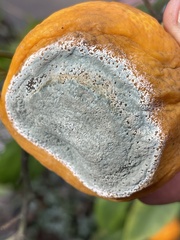 Penicillium italicum