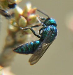 Temnosoma