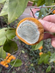 Penicillium italicum