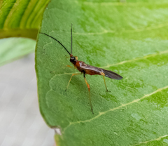 Monalonion schaefferi