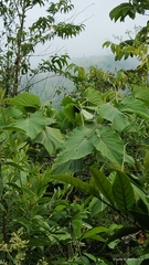 Piper auritum