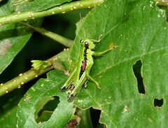 Odontopodisma schmidtii