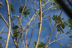 Melanerpes