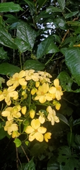 Cassia fistula