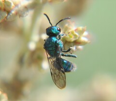 Temnosoma