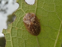 Ischyrosonychini