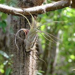 Tillandsia flexuosa