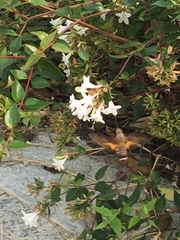 Macroglossum bombylans