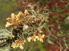 Pseudocyphellaria hawaiiensis
