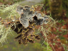 Pseudocyphellaria hawaiiensis