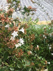 Macroglossum bombylans