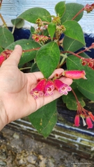 Kohleria
