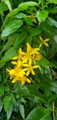 Bidens reptans
