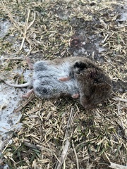 Microtus pennsylvanicus