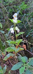 William G. Borges, CC BY, iNaturalist via GBIF Begonia descoleana, photograph William G. Borges, CC BY, iNaturalist via GBIF