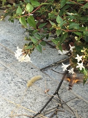 Macroglossum bombylans