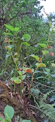 William G. Borges, CC BY, iNaturalist via GBIF Begonia descoleana, photograph William G. Borges, CC BY, iNaturalist via GBIF
