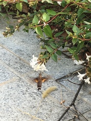 Macroglossum bombylans
