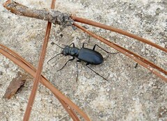 Cicindela nigrior