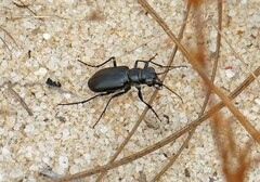 Cicindela nigrior