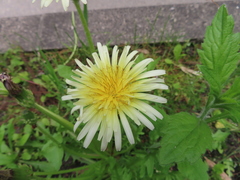 Taraxacum albidum