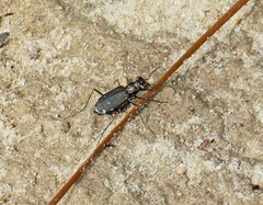 Cicindela punctulata punctulata