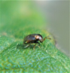 Encyrtidae