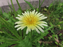 Taraxacum albidum