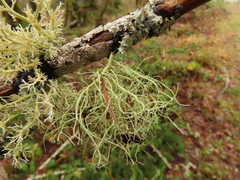 Usnea fragilescens