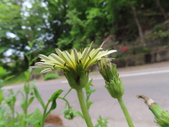 Taraxacum albidum
