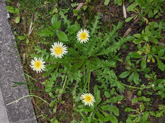 Taraxacum albidum