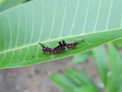 Lepidoptera