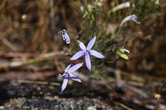 Lithotoma axillaris