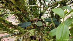 Rodriguezia granadensis