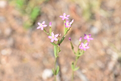 Centaurium tenuiflorum