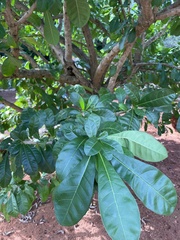 Crescentia cujete