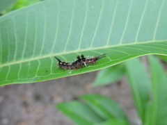 Lepidoptera