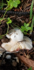 Russula xerampelina
