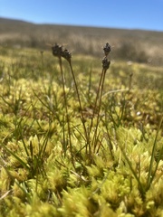 Juncus novae-zelandiae
