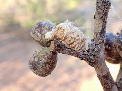Orthodera