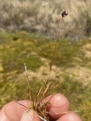 Juncus novae-zelandiae