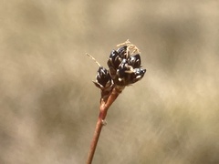 Juncus novae-zelandiae