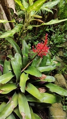 Aechmea fulgens