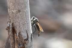 Pararatus ricardoae