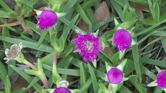 Carpobrotus deliciosus
