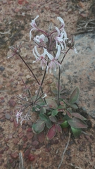 Pelargonium undulatum